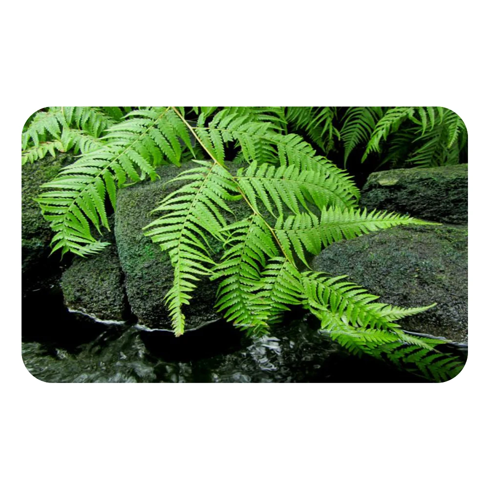Nordic Green Leaves Cool Mat Bath Carpet Decorative Anti-Slip Mats Room Car Floor Bar Rugs Door Home Decor Gift