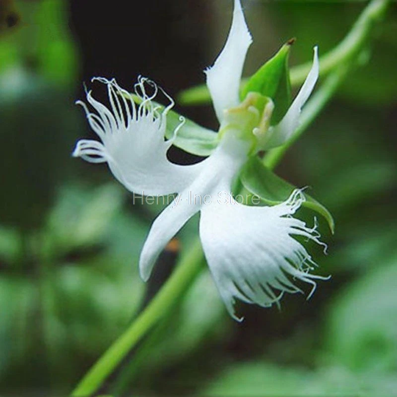 100 Pcs Bag White Egret Orchid Seeds Beautifully Decorate Your Home Flower Seed S069 Seeds Flower Seed Seeds Orchidpcs Bag Aliexpress