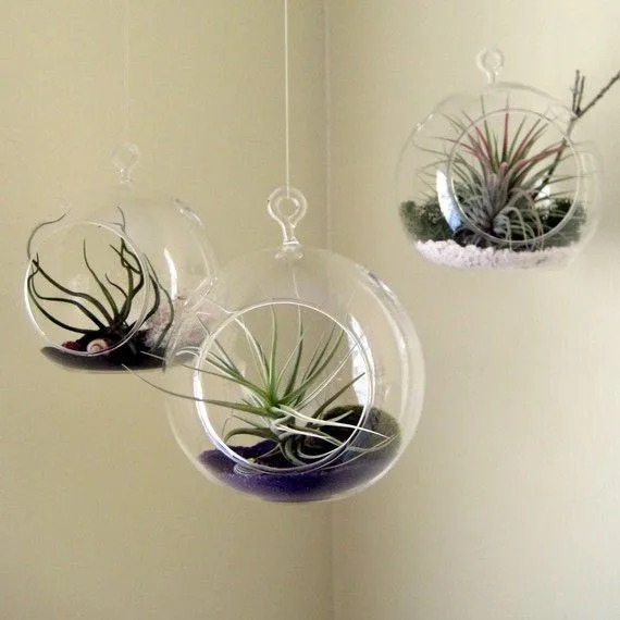 3pcsset hanging glass air plant plantersopening 2 side holes in orb terrarium - Hanging Plant Holders 3pcsset hanging glass air plant plantersopening 2 side holes in orb terrarium - Hanging Plant Holders