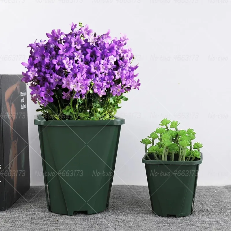 

100Pcs Bellflower bonsai Campanula flower bonsai plants beautiful purple flowers potted plant for home garden planting flores