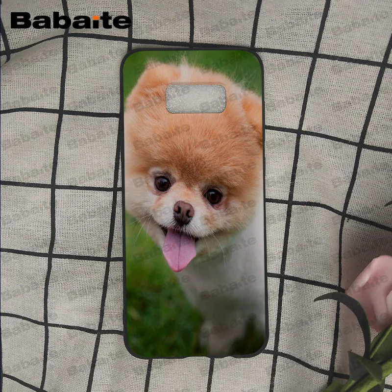 Pomeranian dogs puppy