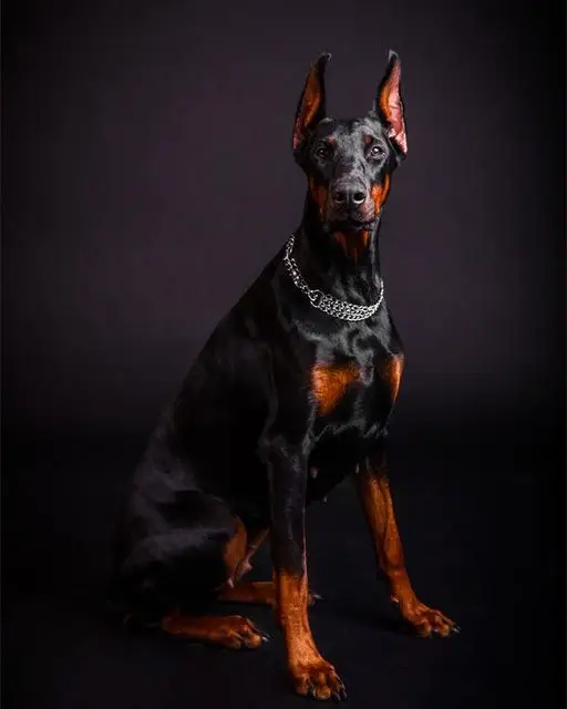 

Doberman Park Diamond Painting Kit - DIY