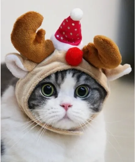 Pengiriman gratis begitu lucu tahun baru natal pet topi Pengiriman gratis begitu lucu tahun baru natal pet topi