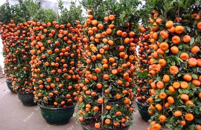 

20 Pcs Edible Succulent Dwarf Orange Tree Bonsai Healthy Food Home Garden Easy To Grow Citrus plant Fruit Delicious
