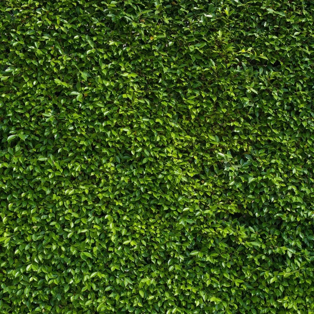 

Green Leaves Wall Photography Backdrops Baby Newborn Photoshoot Props Kids Children Spring Scenic Photo Portrait Background