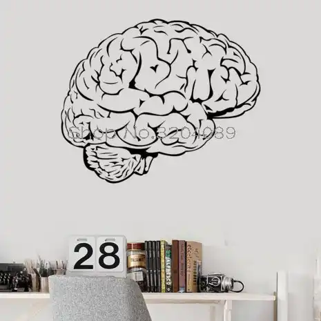 Calcomania De Vinilo Para Pared Cerebro Mente Anatomia Inteligencia Ciencia Medicina Medico Pegatinas Regalo Unico Autoadhesivo Arte Decoracion Del Hogar Yy536 Tatuajes De Pared De Vinilo Calcomanias De Pareddecoracion De Casa Aliexpress