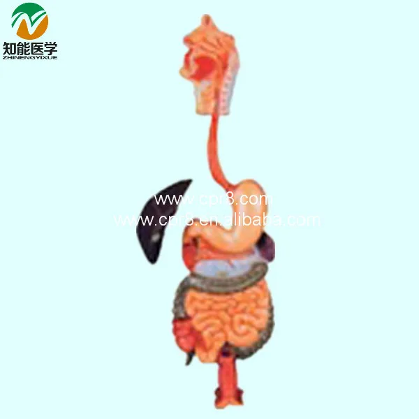 

The Digestive System Model BIX-A1046 WBW267