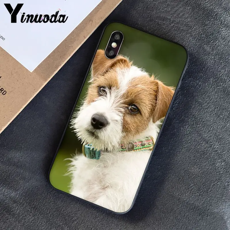 Jack Russell Terrier Dog
