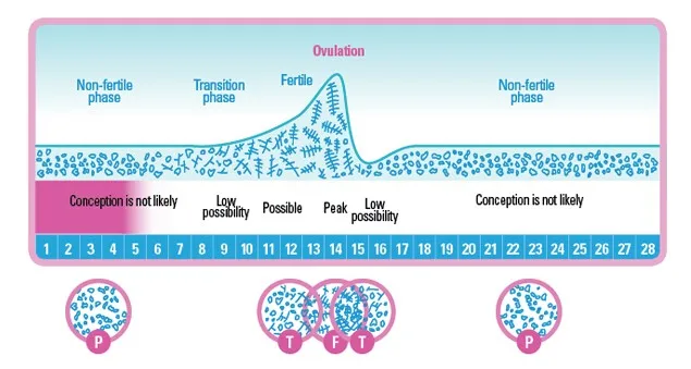 Maybe Baby Fertility Chart