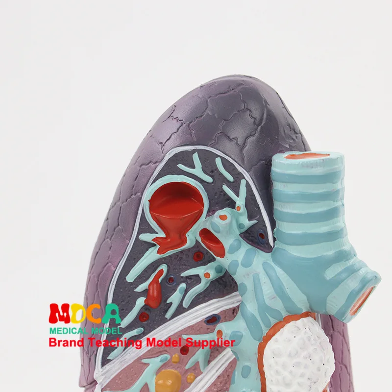 Человеческое легкое анатомическое модель дыхательного отдела структура легких манекен для медицинского обучения манекен оборудования