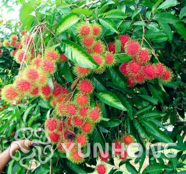 

Hot Sale! 5pcs Blue Rambutan Bonsai Malaysia Miracle Mix Color Fruit Bonsai As Litchi Bonsai Delicious Plant Tree Free Shipping