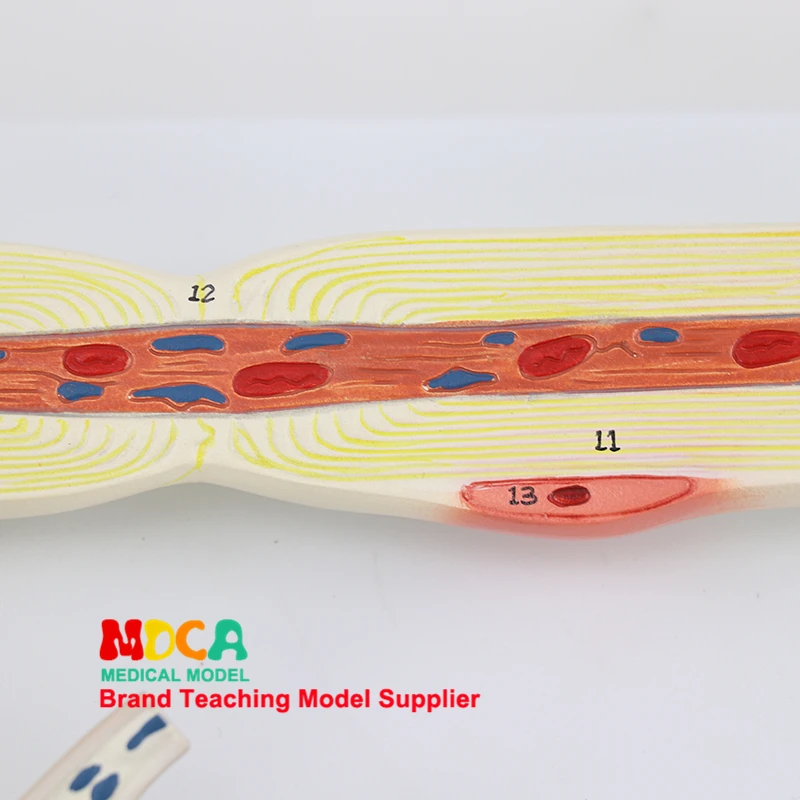 Модель увеличения нейрона тела клетки и структуры волокна нерва увеличение манекен для медицинского обучения MSJXT001