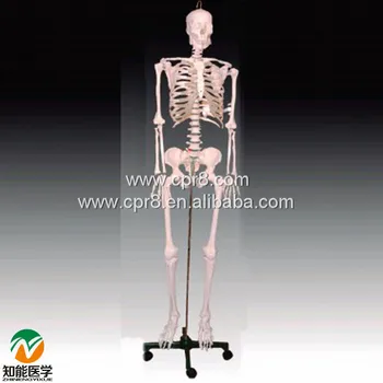 

BIX-A1002 Human Skeleton Model(84cm) WBW391