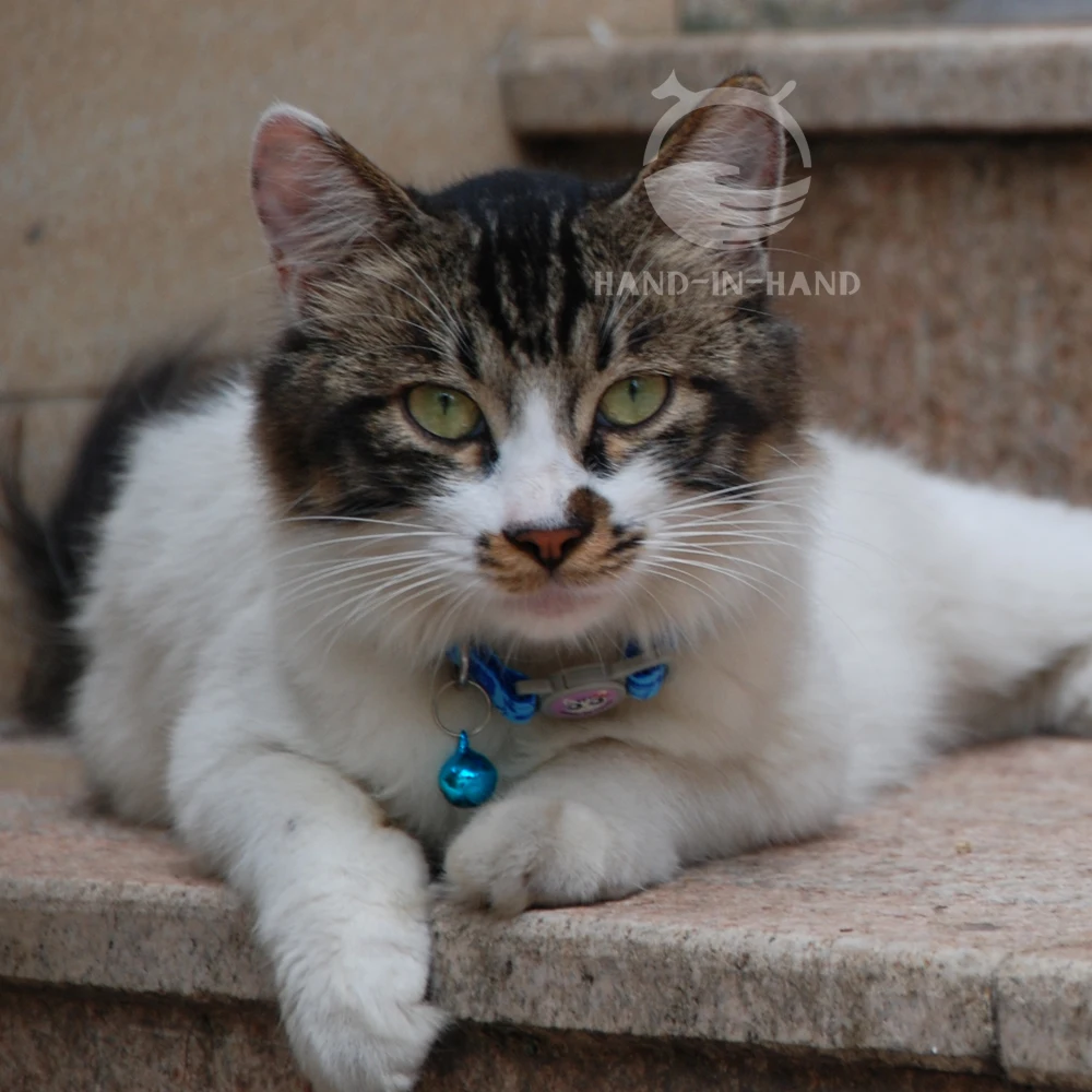 

Cat Collar Pet Collar Safety Buckle Quick Release Animal Grain printed Collar