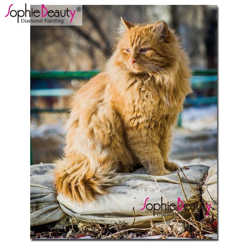 Рыжий кот самец. Жирный рыжий кот. Рыжие коты с рыжими глазами. Рыжий кот самец. Коты самцы.