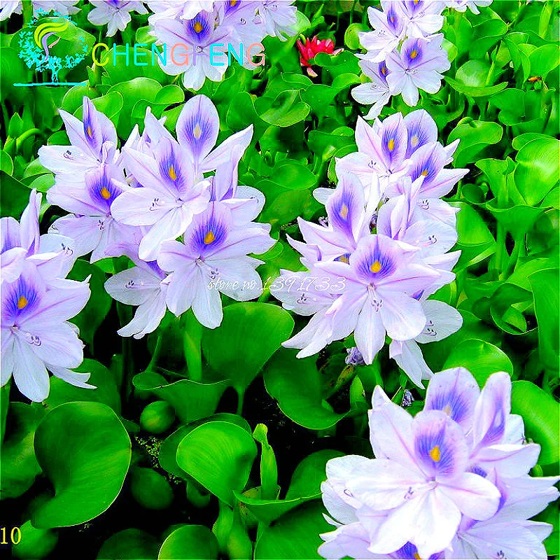 Online Buy Wholesale water hyacinth from China water hyacinth