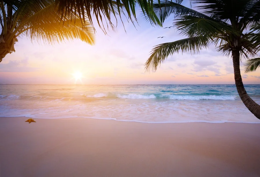 

Laeacco Shine Sea Beach Plam Trees Starfish Photography Backgrounds Vinyl Custom Camera Photographic Backdrops For Photo Studio