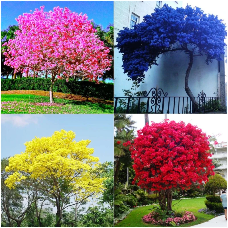 Baum Orchidee,G Phanera acuminata 10 Samen der Bauhinia acuminata