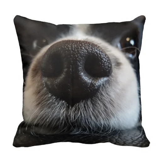 Pillow Cushions Office Cute Black And White Border Collie Nose