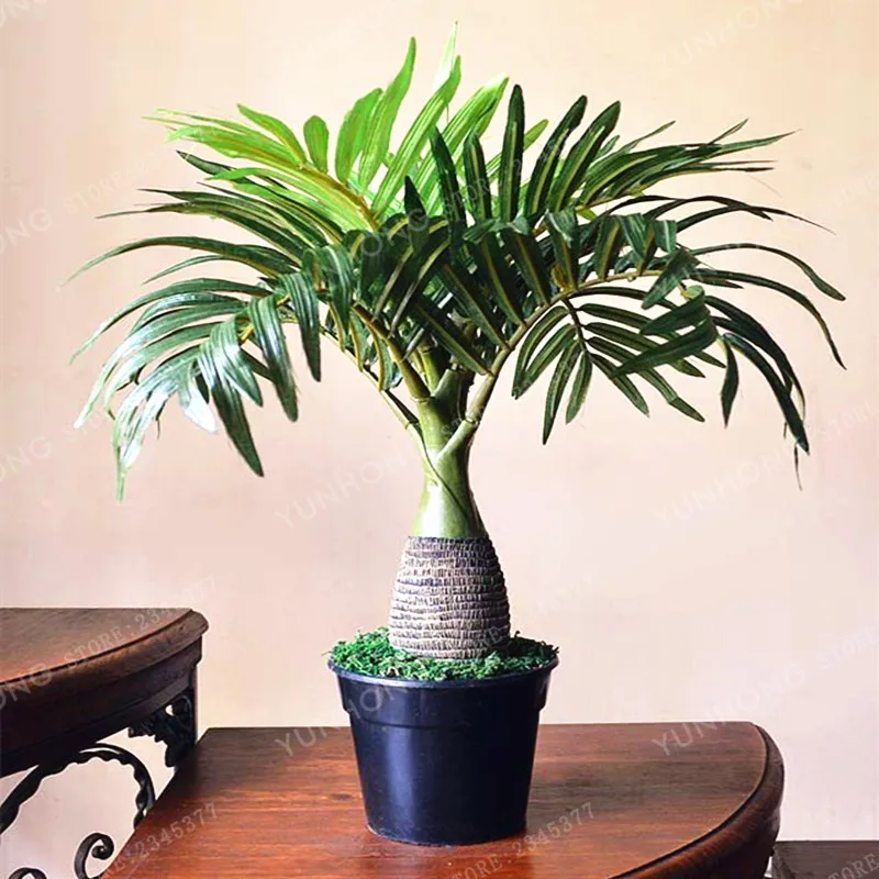 5 Pcs Palm Tree Bonsai Garden Ornament Evergreen Trachycarpus Fortunei Bonsai Tropical Landscape Plants Home Garden 5 Pcs Palm Tree Bonsai Garden Ornament Evergreen Trachycarpus Fortunei Bonsai Tropical Landscape Plants Home Garden