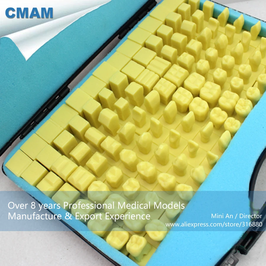 12584 CMAM-TOOTH08 Dental Teeth and Dental Guiding Models of Tooth Carving