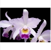 Orchids2