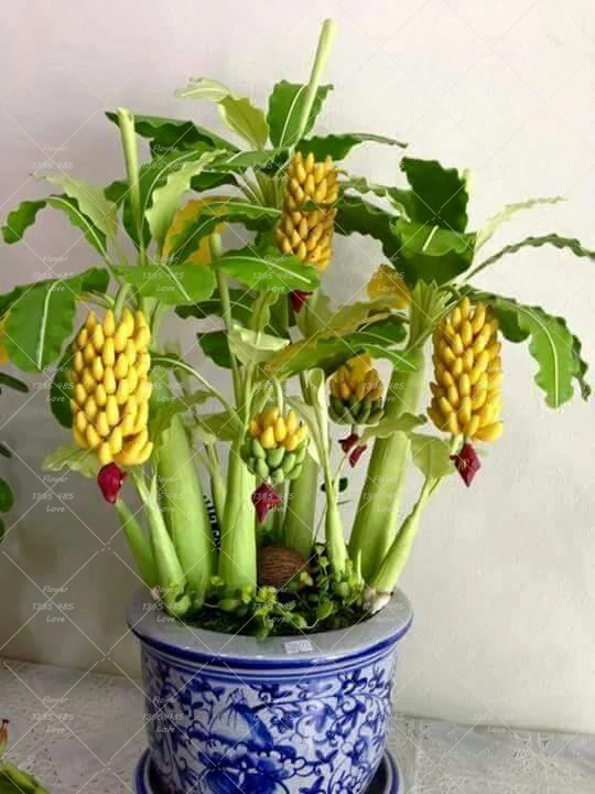 

100 pcs Banana bonsai plants,dwarf fruit trees,Milk Taste,Outdoor Perennial Fruit plant For home Garden plants
