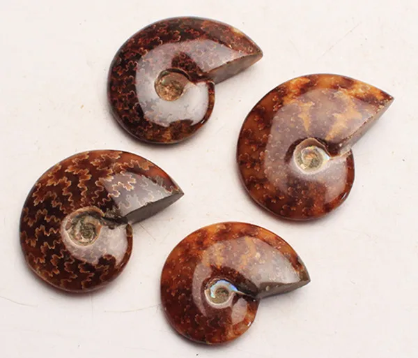 Special Offers 4pcs 171g color FOSSILIZED SNAIL AMMONITE MINERAL . MULTI-COLOR FIRE Special Offers 4pcs 171g color FOSSILIZED SNAIL AMMONITE MINERAL . MULTI-COLOR FIRE
