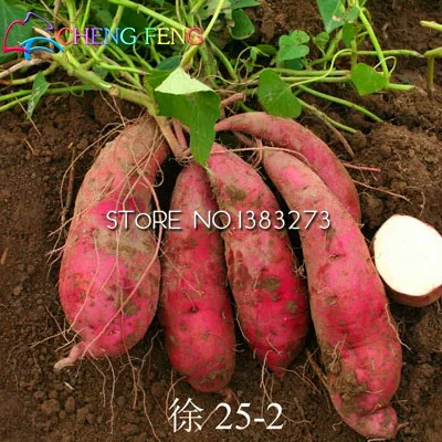 Семена Овощей Без Гмо Купить