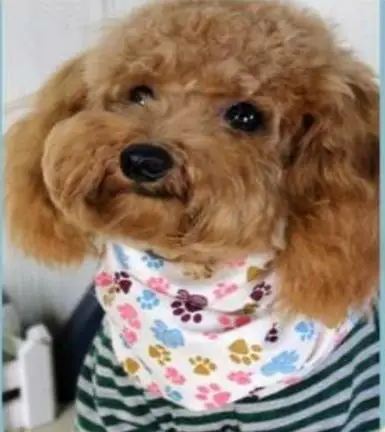 

Wholesale 50pcs/lot Big sale Adjustable New Dog Puppy Pet bandana Collar dog Bandana Bibs Neckerchief 100% cotton BN310