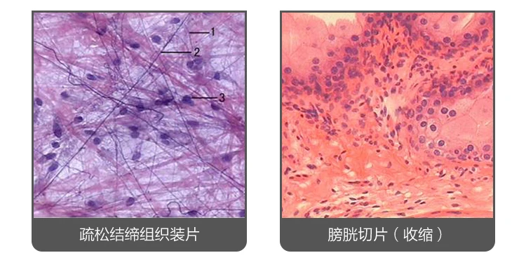100 шт отделов человеческих тканей Гистология подготовленный образец микроскопа слайды с пластиковой коробкой
