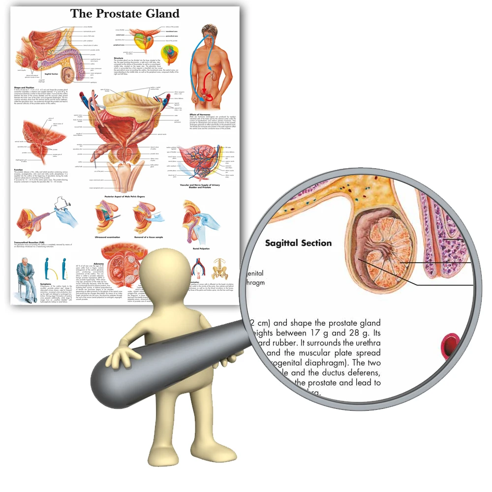 Ван арт Снова в школу предстательной железа анатомические диаграммы плакаты Анатомия холст печать настенные картины медицинское образование офис