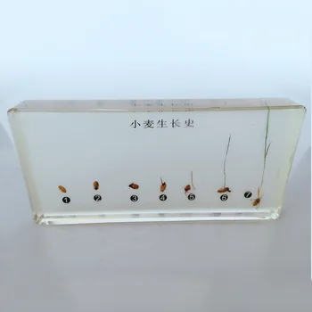 

Wheat Germination Growth Process Embedded Specimen Transparent Resin Plant Growth History Specimens Models Biology Teaching Aids