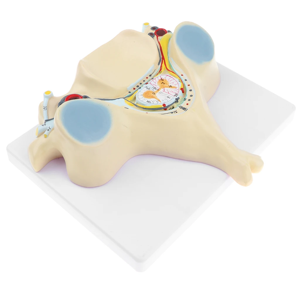

Magnification 5x Human Fifth Cervical Vertebra Spinal Cord Spinal Nerve Model Anatomical Teaching Display Lab Supplies