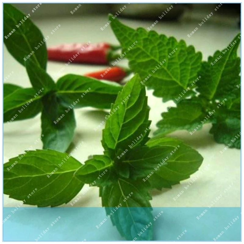 

ZLKING 100 Pcs Agastache Rugosa Patchouli Herb Blue Licorice Flower Plant Fancy Ageratum For Home And Garden