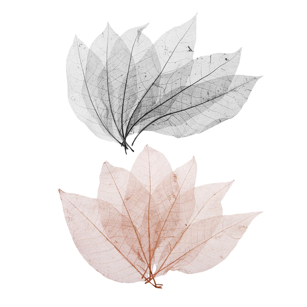 100 Pieces Natural Magnolia Skeleton Leaves Embellishment for Scrapbook DIY Crafts Bookmark Black Coffee