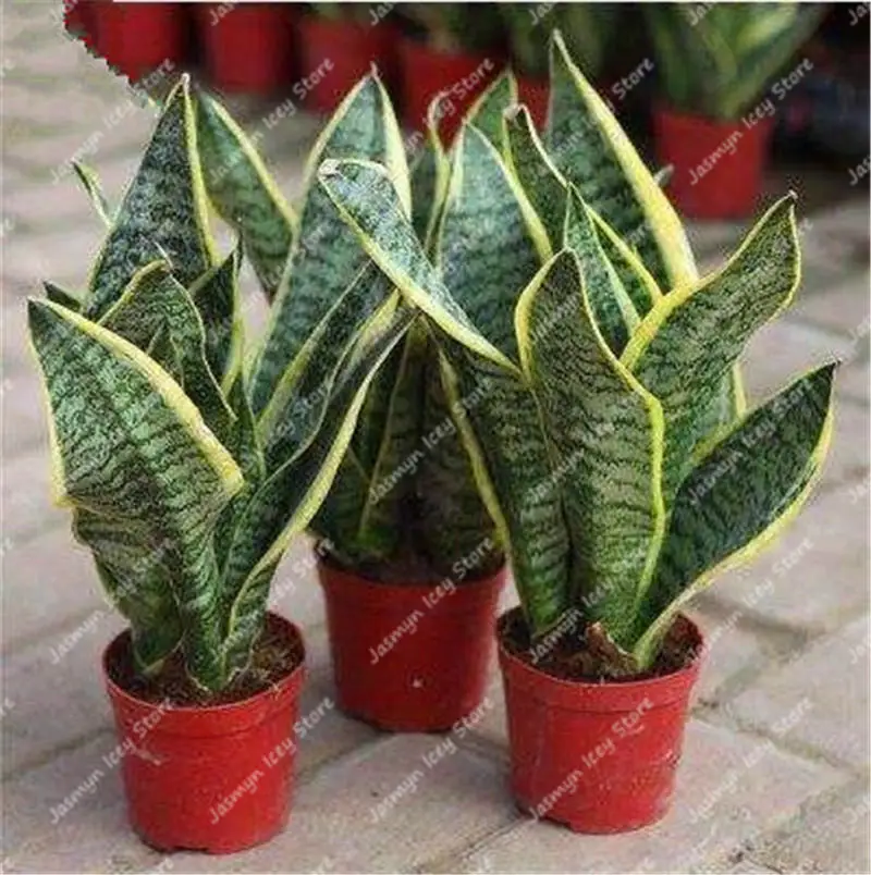 100 шт змея растение бонсай многолетний Sansevieria Trifasciata Prain горшечные суккулентные листва растения для украшения дома и сада