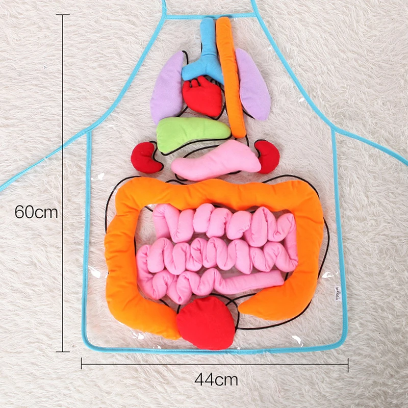 Children Anatomy Apron Human Body Organs Awareness Preschool Science Home School Teaching Aids Educational Insights Toys 2