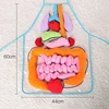 Children Anatomy Apron Human Body Organs Awareness Preschool Science Home School Teaching Aids Educational Insights Toys 2
