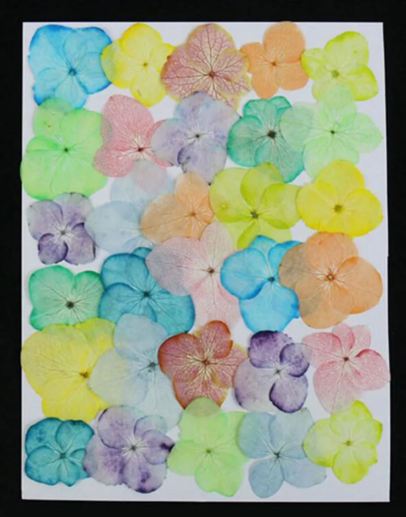 

120pcs Dried Pressed Gradient Colors Hydrangea Macrophylla Flower Plant Herbarium For Jewelry Bookmark Phone Case Scrapbook DIY