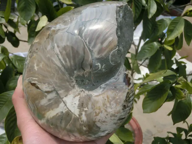 Special Offers 3560g(7.83 lb) Iridescent Nautilus Fossil Ammonite Specimen  Madagascar DFK013
