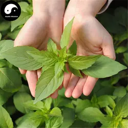 Купить Nepeta Cataria Semente 100 шт. завод Herba Schizonepetae для Jing Jie