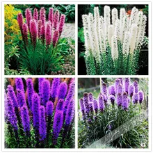 100pcs/Gayfeather (Liatris Spicata) seeds Bonsai Plant flower seeds for home garden. Mixed Color,Perennial Native wildflowers !