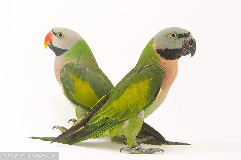 Red-breasted Parakee Gingerain одежда с птицами, одежда с попугаем, большая рождественская оригинальная ручная работа, одежда с птицами, свитер с капюшоном, большой Рождественский - Цвет: Red-breasted Parakee