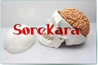 

1:1 Human Anatomical Skull & Brain Professional New Medical Teaching Model School Hospital Hi-Q
