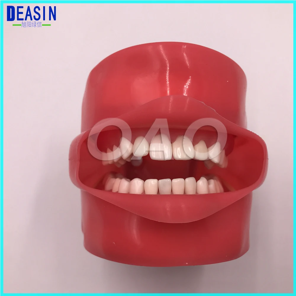 Dental Phantom Head for Dental School Teaching Model Standard tooth Model 28pcs Teeth Soft Gum Screw fixed DP Articulator Dental Phantom Head for Dental School Teaching Model Standard tooth Model 28pcs Teeth Soft Gum Screw fixed DP Articulator