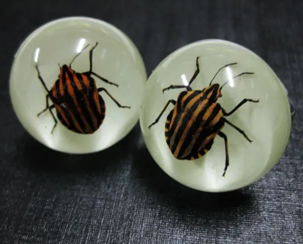

FREE SHIPPING 11 PCS real Graphosoma rubrolinea bug insect glow in dark fashion ring