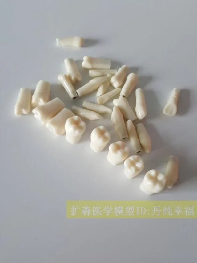 Dentistry Preparatory training model Extraction Exercise whole tooth model 28pcs free shipping