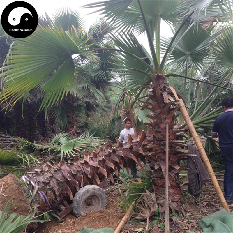 Buy Washingtonia Filifera Tree Semente 30pcs Plant Chinese Lao Ren Kui