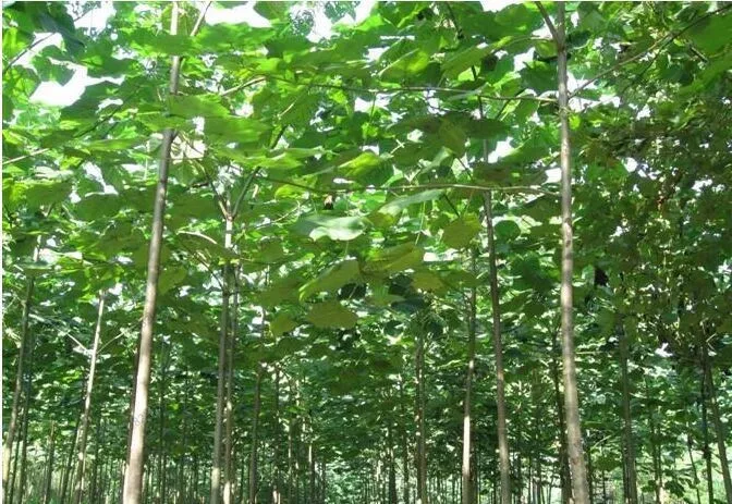 200pcs High Quality paulownia elongata New forest tree bonsais,200pcs/pack fast growing tree Bonsai Plant for Home garden
